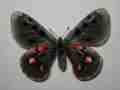 Parnassius ssp. male (aberration, dark form) (Internet Image property of respective owner, non-commercial use only)